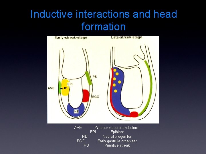 Inductive interactions and head formation AVE Anterior visceral endoderm EPI Epiblast NE Neural progenitor
