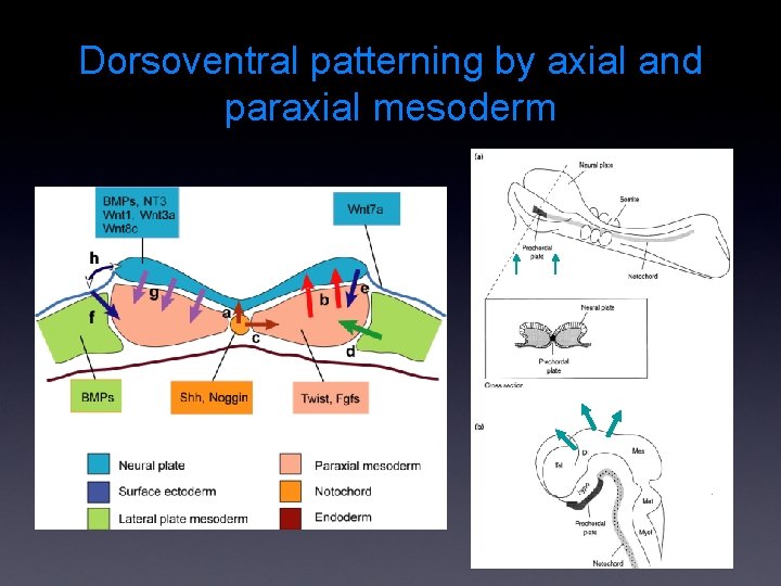 Dorsoventral patterning by axial and paraxial mesoderm 