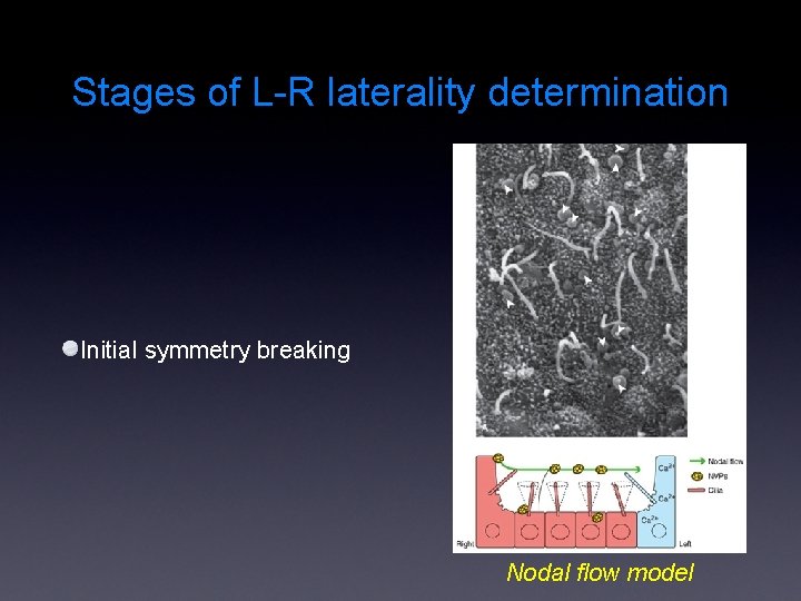 Stages of L-R laterality determination Initial symmetry breaking Nodal flow model 