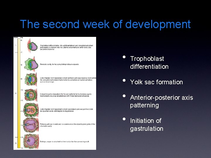 The second week of development • • Trophoblast differentiation Yolk sac formation Anterior-posterior axis