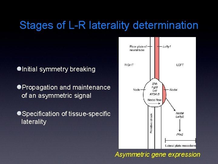 Stages of L-R laterality determination Initial symmetry breaking Propagation and maintenance of an asymmetric