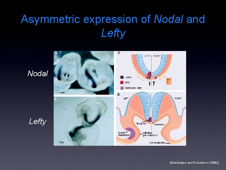 Asymmetric expression of Nodal and Lefty Nodal Lefty (Beddington and Robertson (1998)) 