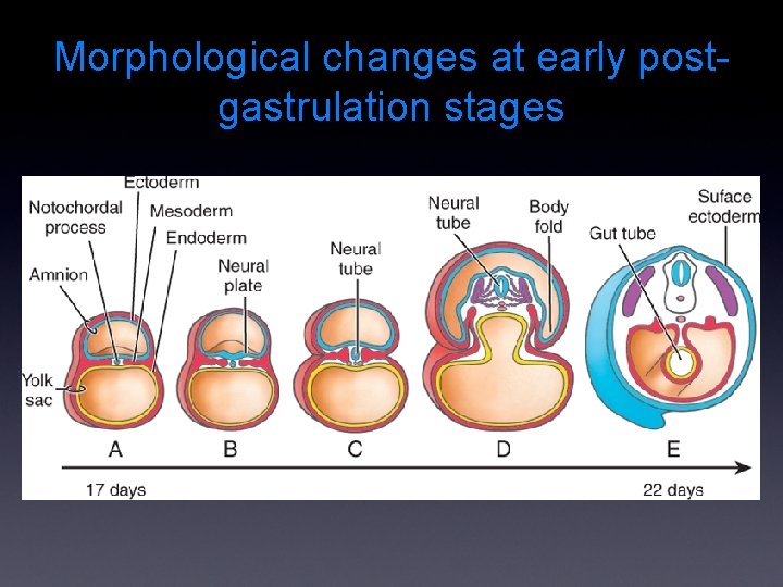 Morphological changes at early postgastrulation stages 