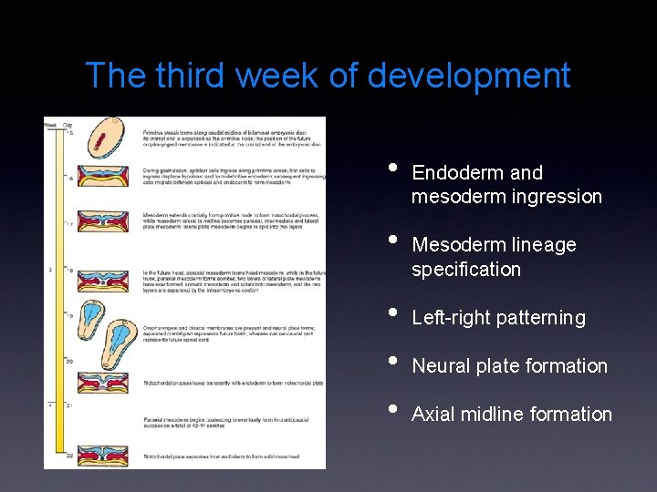 The third week of development • • • Endoderm and mesoderm ingression Mesoderm lineage