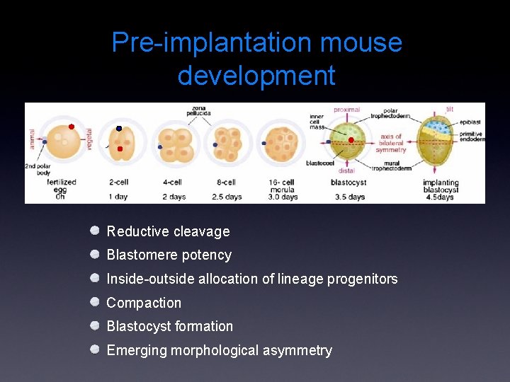 Pre-implantation mouse development Reductive cleavage Blastomere potency Inside-outside allocation of lineage progenitors Compaction Blastocyst