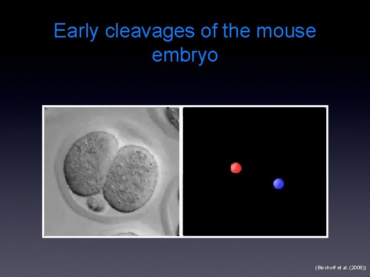 Early cleavages of the mouse embryo (Bischoff et al. (2008)) 