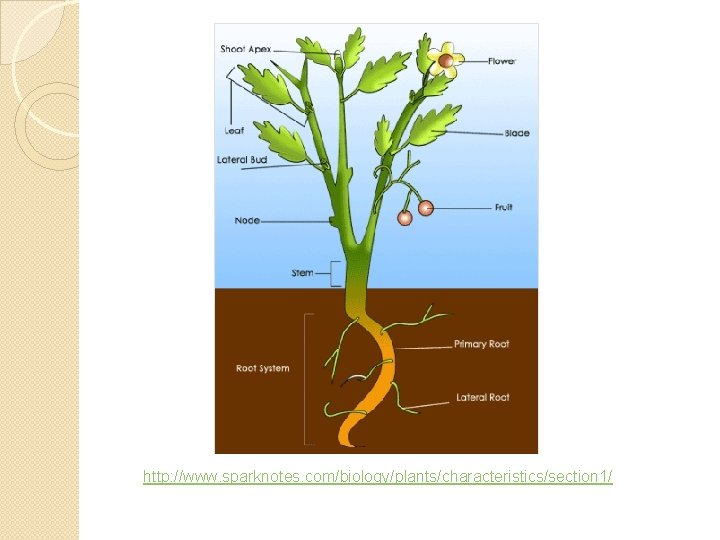  http: //www. sparknotes. com/biology/plants/characteristics/section 1/ 