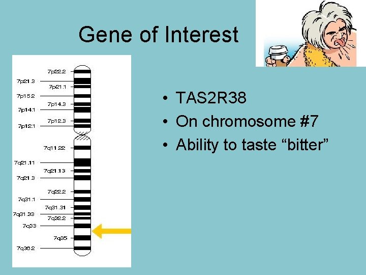 Gene of Interest • TAS 2 R 38 • On chromosome #7 • Ability
