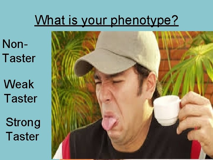 What is your phenotype? Non. Taster Weak Taster Strong Taster 