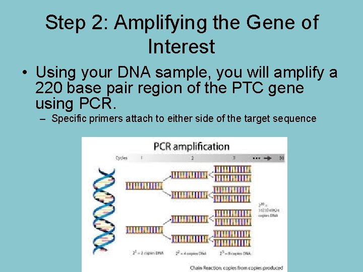 Step 2: Amplifying the Gene of Interest • Using your DNA sample, you will