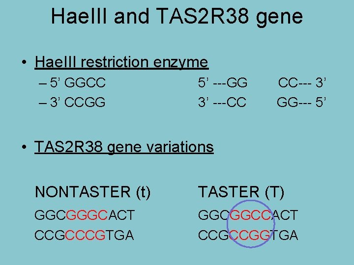 Hae. III and TAS 2 R 38 gene • Hae. III restriction enzyme –