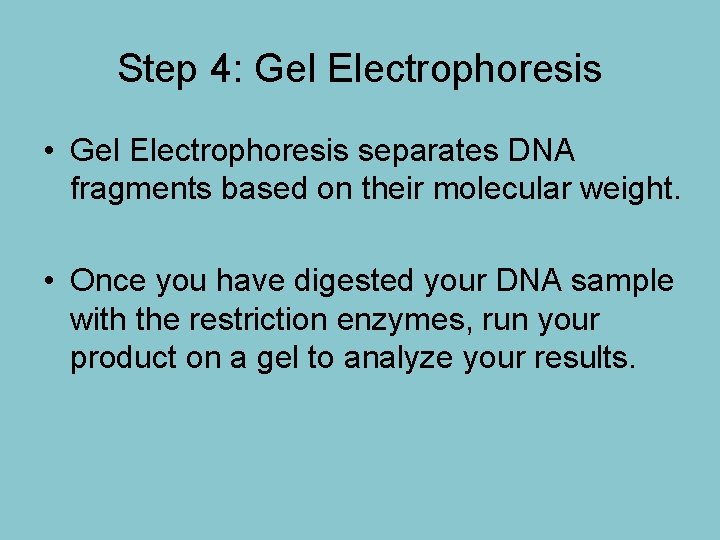 Step 4: Gel Electrophoresis • Gel Electrophoresis separates DNA fragments based on their molecular