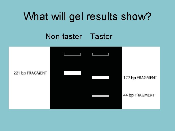 What will gel results show? Non-taster Taster 