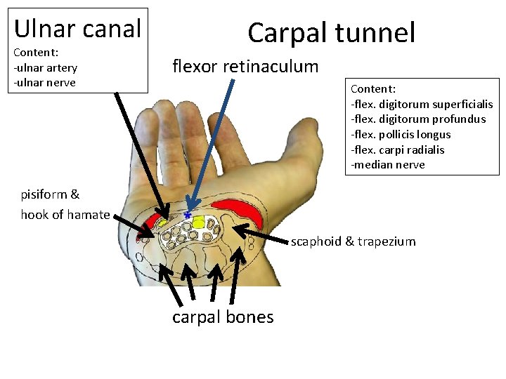 Ulnar canal Content: -ulnar artery -ulnar nerve Carpal tunnel flexor retinaculum Content: -flex. digitorum