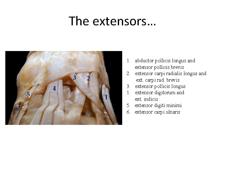 The extensors… 3 5 6 2 4 1 1. abductor pollicis longus and extensor