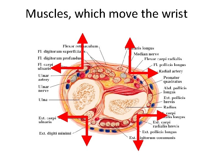 Muscles, which move the wrist 