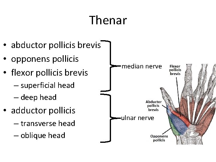 Thenar • abductor pollicis brevis • opponens pollicis • flexor pollicis brevis median nerve