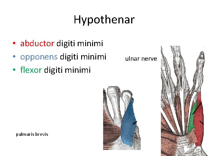 Hypothenar • abductor digiti minimi • opponens digiti minimi • flexor digiti minimi palmaris