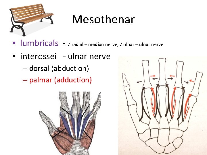 Mesothenar • lumbricals - 2 radial – median nerve, 2 ulnar – ulnar nerve