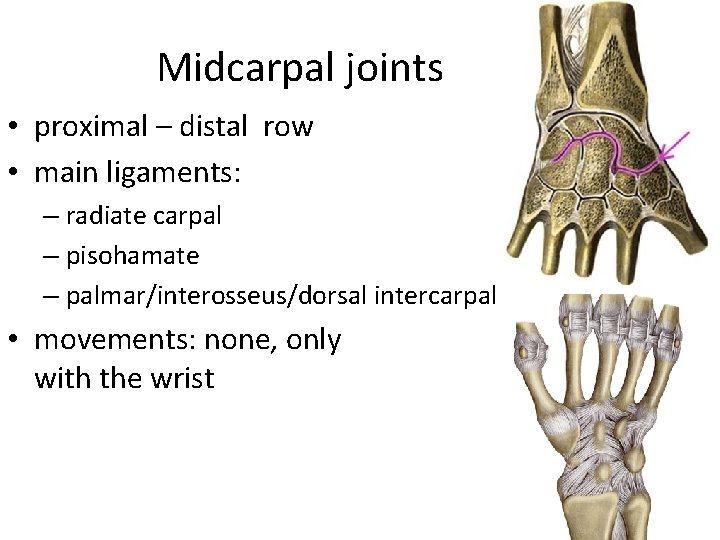 Midcarpal joints • proximal – distal row • main ligaments: – radiate carpal –