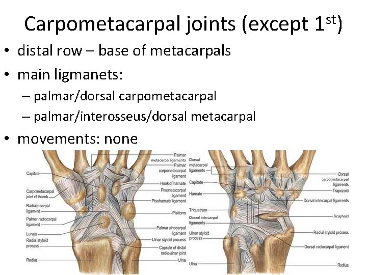 Carpometacarpal joints (except 1 st) • distal row – base of metacarpals • main