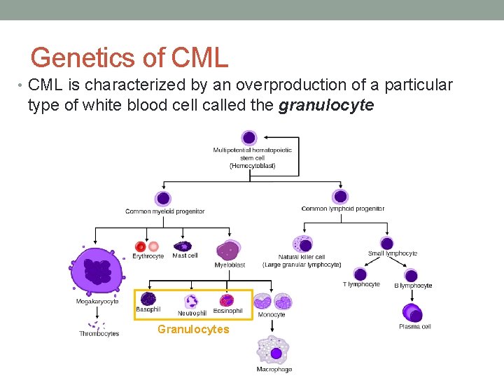 Genetics of CML • CML is characterized by an overproduction of a particular type