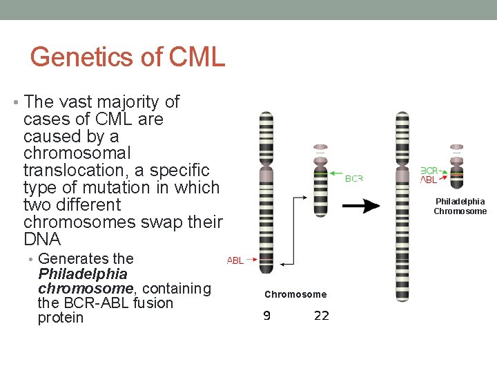 Genetics of CML • The vast majority of cases of CML are caused by