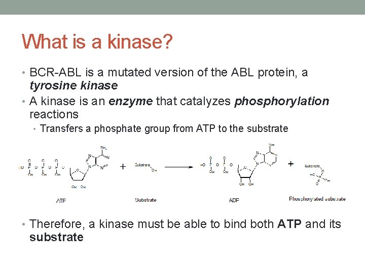 What is a kinase? • BCR-ABL is a mutated version of the ABL protein,