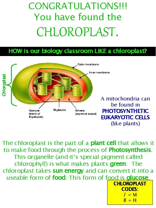 CONGRATULATIONS!!! You have found the CHLOROPLAST. Chloroplast HOW is our biology classroom LIKE a