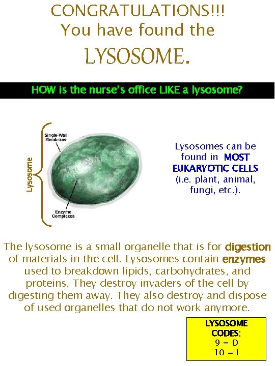 CONGRATULATIONS!!! You have found the LYSOSOME. Lysosome HOW is the nurse’s office LIKE a