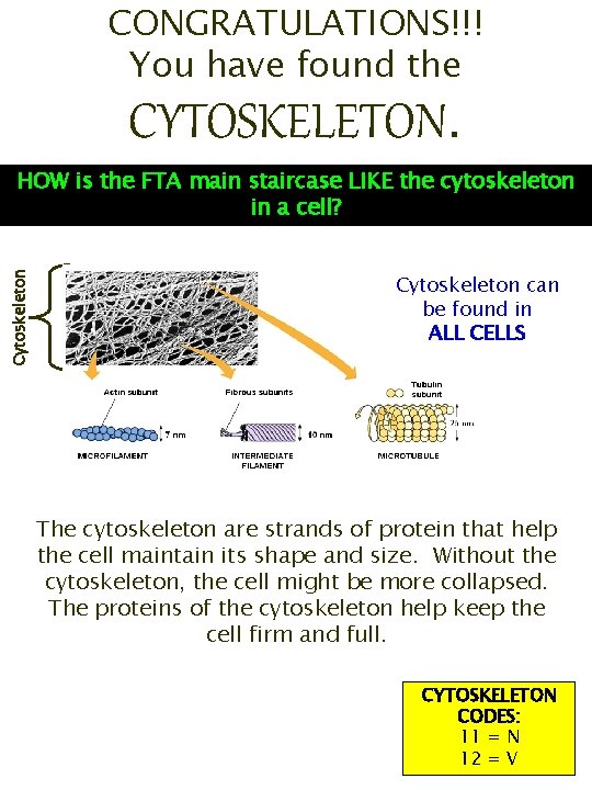 CONGRATULATIONS!!! You have found the CYTOSKELETON. Cytoskeleton HOW is the FTA main staircase LIKE
