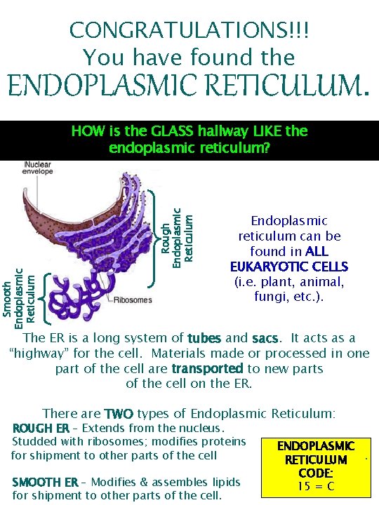 CONGRATULATIONS!!! You have found the ENDOPLASMIC RETICULUM. Smooth Endoplasmic Reticulum Rough Endoplasmic Reticulum HOW