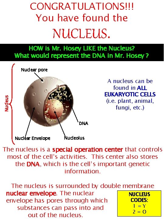 CONGRATULATIONS!!! You have found the NUCLEUS. HOW is Mr. Hosey LIKE the Nucleus? What