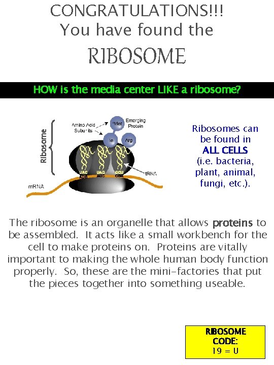 CONGRATULATIONS!!! You have found the RIBOSOME Ribosome HOW is the media center LIKE a