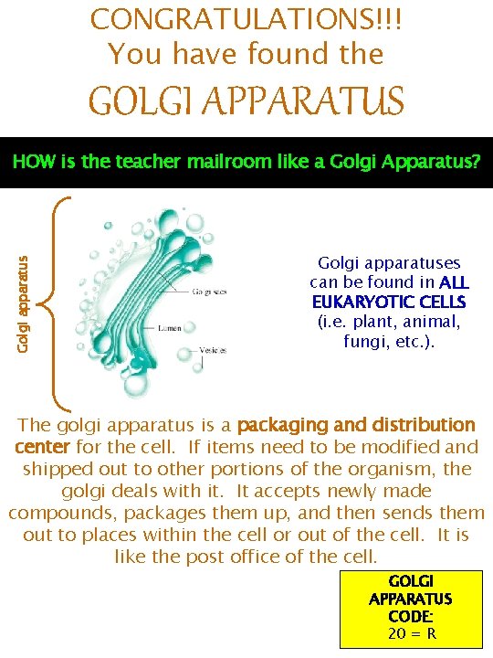 CONGRATULATIONS!!! You have found the GOLGI APPARATUS Golgi apparatus HOW is the teacher mailroom