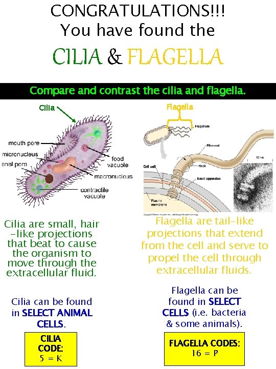 CONGRATULATIONS!!! You have found the CILIA & FLAGELLA Compare and contrast the cilia and