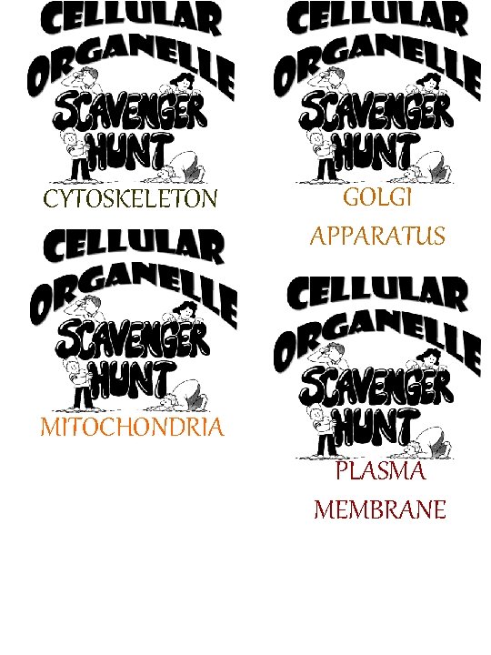 CYTOSKELETON GOLGI APPARATUS MITOCHONDRIA PLASMA MEMBRANE 