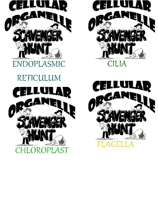 ENDOPLASMIC RETICULUM CHLOROPLAST CILIA FLAGELLA 