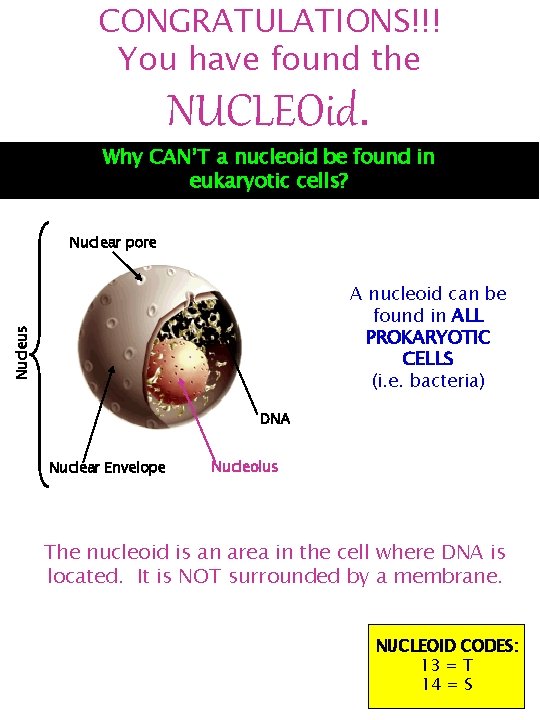 CONGRATULATIONS!!! You have found the NUCLEOid. Why CAN’T a nucleoid be found in eukaryotic