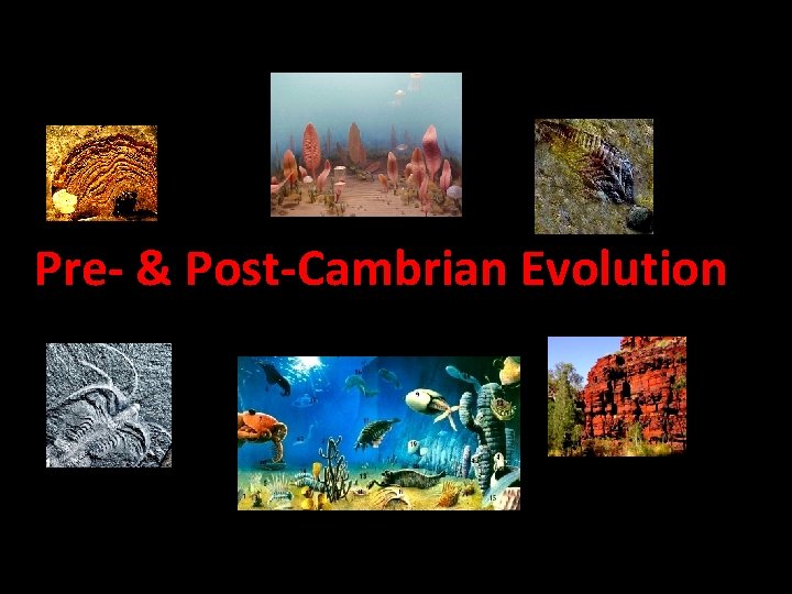 Pre- & Post-Cambrian Evolution Pre- & Post-Cambrian Evolution
