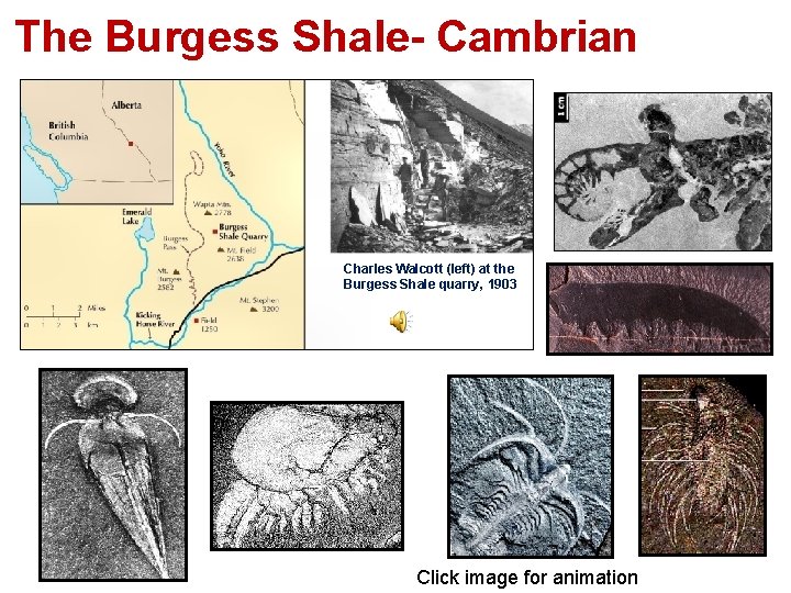 The Burgess Shale- Cambrian Movie Charles Walcott (left) at the Burgess Shale quarry, 1903 The Burgess Shale- Cambrian Movie Charles Walcott (left) at the Burgess Shale quarry, 1903