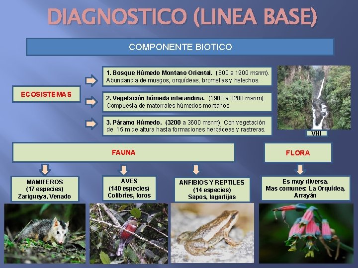 DIAGNOSTICO (LINEA BASE) COMPONENTE BIOTICO 1. Bosque Húmedo Montano Oriental. (800 a 1900 msnm).