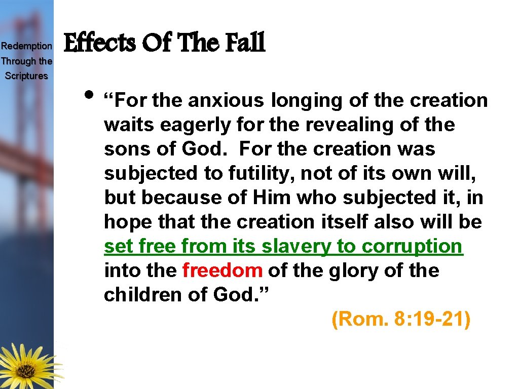 Redemption Through the Scriptures Effects Of The Fall • “For the anxious longing of