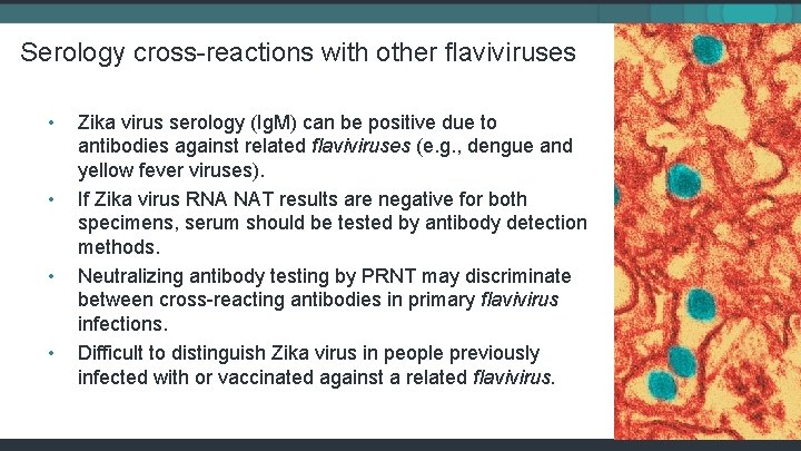 Serology cross-reactions with other flaviviruses • • Zika virus serology (Ig. M) can be