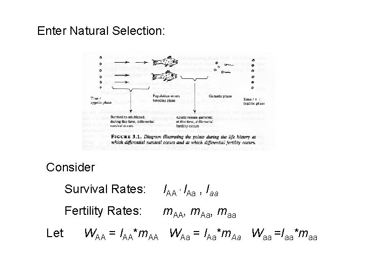Enter Natural Selection: Consider Let Survival Rates: l. AA , l. Aa , Iaa