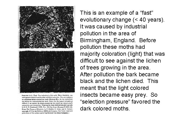 This is an example of a “fast” evolutionary change (< 40 years). It was