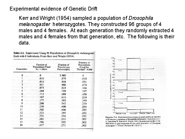 Experimental evidence of Genetic Drift Kerr and Wright (1954) sampled a population of Drosophila