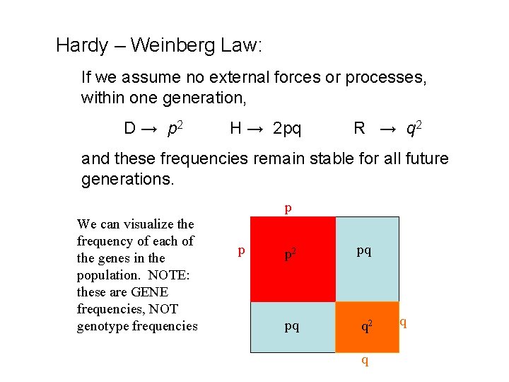 Hardy – Weinberg Law: If we assume no external forces or processes, within one