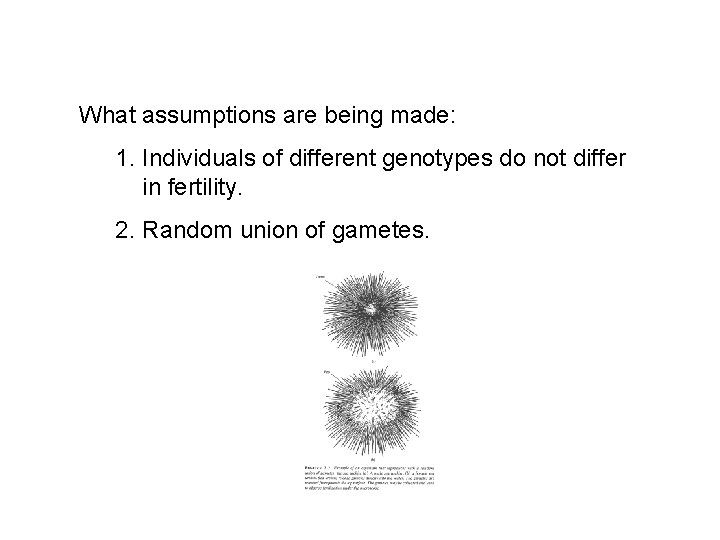What assumptions are being made: 1. Individuals of different genotypes do not differ in