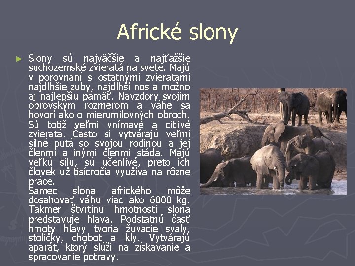 Africké slony ► Slony sú najväčšie a najťažšie suchozemské zvieratá na svete. Majú v